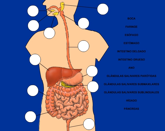 Aparato digestivo (ejercicio)